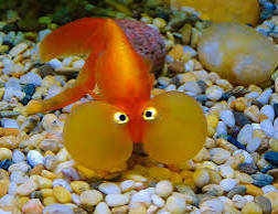 Bubbles, the orange bubble-eye goldfish who was the Fish Class mascot